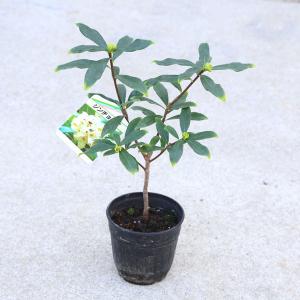 庭木：サツキ*（さつき・大盃） 大株 : 遊恵盆栽 Yahoo!店 - 通販
