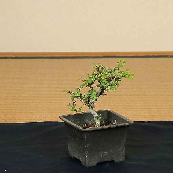 苗：黄金けやき(小)*オウゴンケヤキ/欅