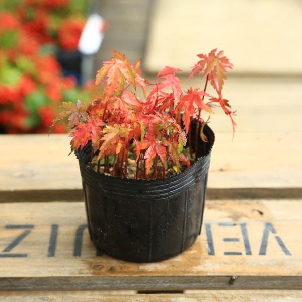 苗：山もみじ寄せ（赤ちゃん）*ヤマモミジ/紅葉