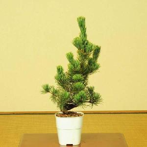 苗：五葉松(大・ごようまつ）*　ゴヨウマツ｜y-bonsai