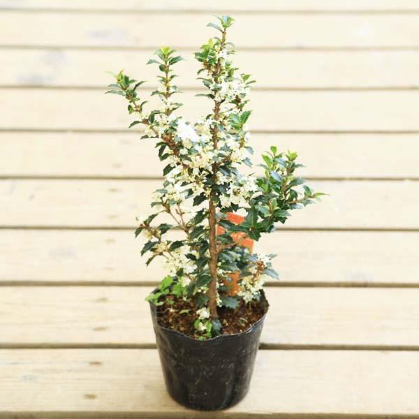 苗：姫ヒイラギ(香姫）*ひめひいらぎ/柊