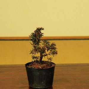 苗：伊勢杜松*いせとしょう/イセトショウ : 遊恵盆栽 Yahoo!店 - 通販