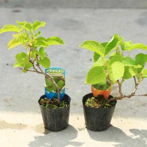 品種選べる苗：サルナシ*ジャンボサルナシ（大実）もしくは