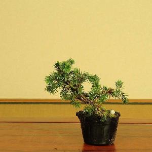 苗：高嶺杜松 * タカネトショウ　としょう