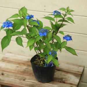 即購入可　オタフク（ウズ）アジサイ現物A抜き苗 ウズアジサイ（オタフク） 5寸ポット植え ：紫陽花 渦紫陽花 : 日本