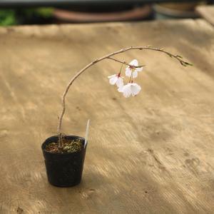 盆栽素材　苗：神山しだれ桜