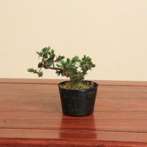 盆栽 『赤松』 和風 インテリア 観葉植物 園芸 オブジェ 送料無料 b084 a754ebae3b69552b3a05397191b114