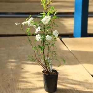 苗：八重咲こでまり*（コデマリ）