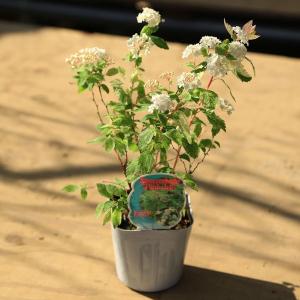 【大品　夏椿(盆栽】真柏　　　　　☆希少、シャラの古木❗ 大品 夏椿(盆栽】真柏 ☆希少、シャラの古木❗