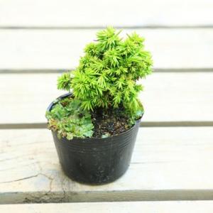 苗：天山杉* テンザンスギ　すぎ