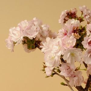 盆栽素材 苗:八重桜 南殿 *4.5号 さくら...の詳細画像1
