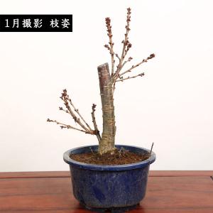 盆栽素材 苗:八重桜 南殿 *4.5号 さくら...の詳細画像2