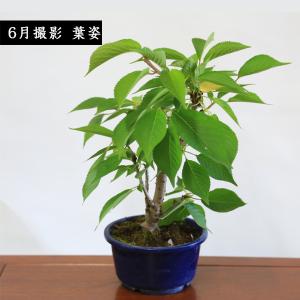盆栽素材 苗:八重桜 南殿 *4.5号 さくら...の詳細画像3