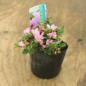 苗：深山霧島つつじ（羽根乙女）桃花