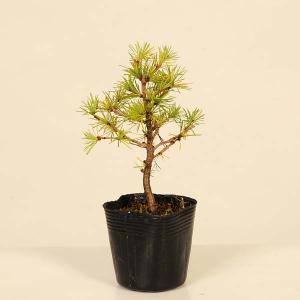 苗：赤芽蝦夷松*アカメエゾマツ/あかめえぞまつ : 遊恵盆栽 Yahoo!店