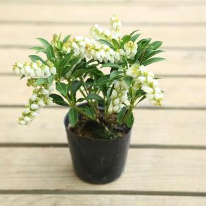 花木　苗：屋久島あせび*ヤクシマアセビ　やくしまあせび