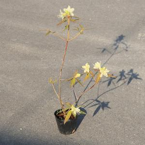 花木 苗:日陰つつじ(伊勢)*イセヒカゲツツジ ...の商品画像