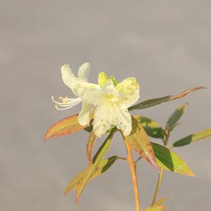 花木 苗:日陰つつじ(伊勢)*イセヒカゲツツジ...の詳細画像1
