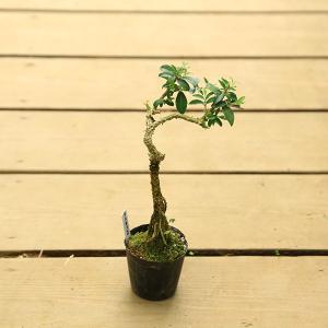 盆栽 青つづらふじ アオツヅラフジ 青葛藤 小品盆栽 ミニ盆栽 盆栽素材