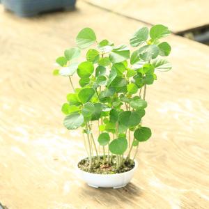 限定特価　SOUJU オリーブ　オリーブの木　美樹形　ピクアル　植木　8号 限定特価 SOUJU オリーブ オリーブの木 美樹形 ピクアル 植木 8号