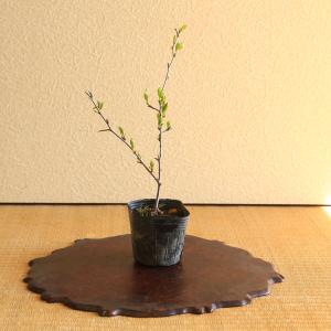 苗：オトコヨウゾメ*おとこようぞめ : 遊恵盆栽 Yahoo!店 - 通販