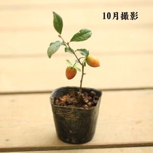 苗:ろうや柿 都の四季 * 都紅の四季成り品種の詳細画像2
