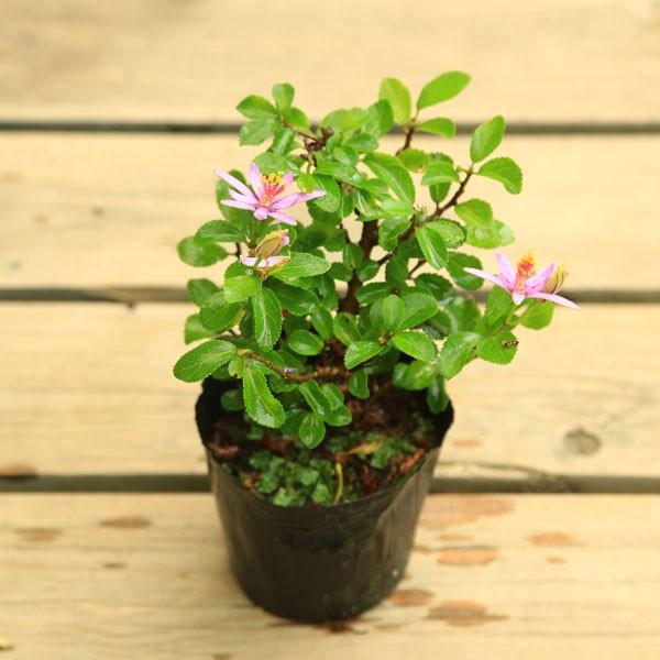 苗：睡蓮木*すいれんぼく/スイレンボク