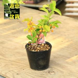 盆栽苗：つる梅もどき　4号｜y-bonsai