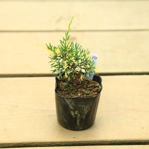 盆栽苗：斑入真柏*　斑入り真柏 フイリ　シンパク