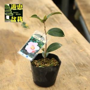 苗：乙女椿　侘芯｜y-bonsai
