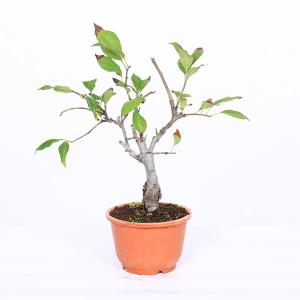 苗：花かいどう* カイドウ　花海棠　垂糸海棠｜y-bonsai