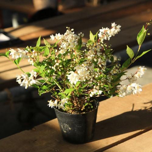 苗：姫うつぎ（姫ウツギ/卯木）