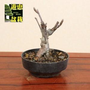 訳アリ　苗：姫国光りんご（ひめこっこうりんご・リンゴ）｜y-bonsai