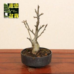 苗：姫りんご（浅丸プラ鉢）ひめりんご・リンゴ｜y-bonsai