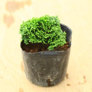 苗：オトコヨウゾメ*おとこようぞめ : 遊恵盆栽 Yahoo!店 - 通販