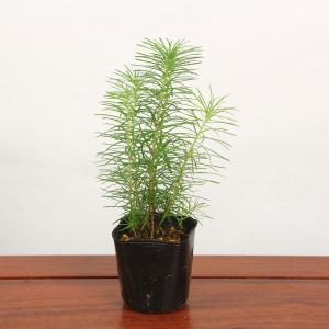 苗：カラマツ寄せ（唐松）