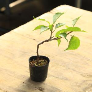 幼木苗：富士桜(八重咲)｜y-bonsai