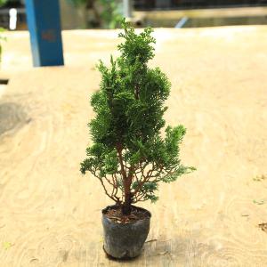 苗：黒松寄せ*クロマツ/くろまつ : 遊恵盆栽 Yahoo!店 - 通販