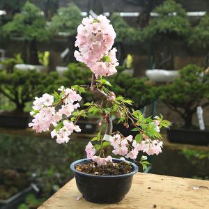 盆栽用針金：銅線 1kg巻*（なまし銅線・軟銅線）資材 : 遊恵盆栽 Yahoo
