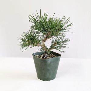 草乙 オムニコード オリジナルグッズ！数量限定