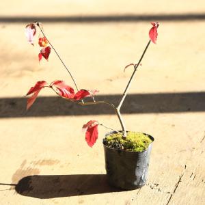 オトコヨウゾメ盆栽 SS004 盆栽創 / オトコヨウゾメ盆栽 SS004