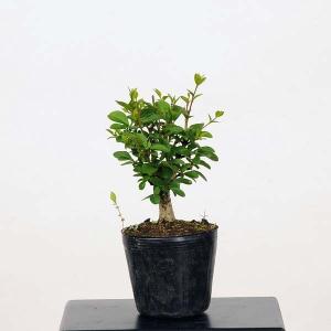 苗：いぼた*｜y-bonsai