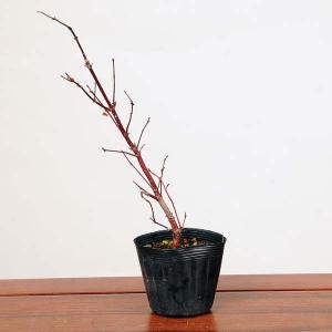 サンゴカクモミジ 花 ガーデニング の商品一覧 通販 Yahoo ショッピング