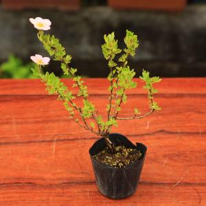 苗:赤花金露梅*(アカバナキンロバイ/あかばなき...の商品画像