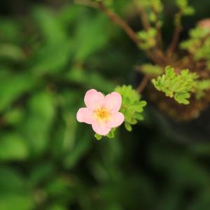 苗:赤花金露梅*(アカバナキンロバイ/あかばな...の詳細画像1