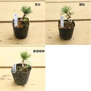 苗:五葉松 (曲・実生) B*品種をお選びくだ...の詳細画像1