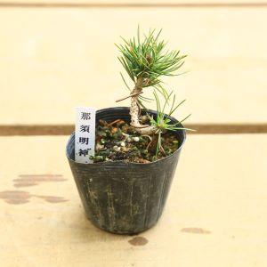 苗:五葉松 (曲・実生) B*品種をお選びくだ...の詳細画像4