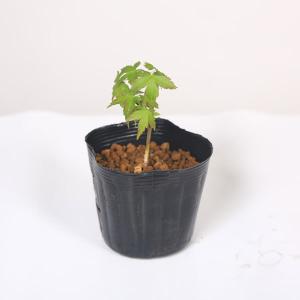 苗：鹿島もみじ*カシマ　モミジ