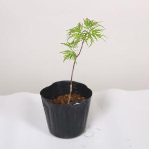 苗：エメラルドレースもみじ* モミジ｜y-bonsai