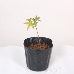 ミニ苗：奥州紅もみじ*オウシュウベニモミジ/紅葉 : 遊恵盆栽 Yahoo!店